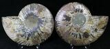 Cut/Polished Ammonite Pair - Agatized #21795-1